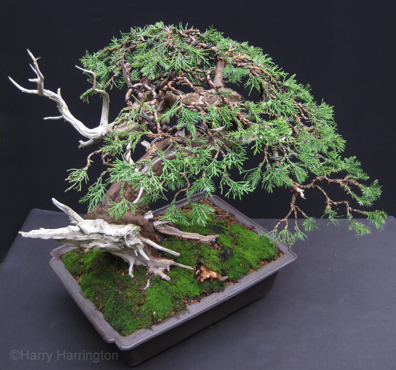 juniper bonsai